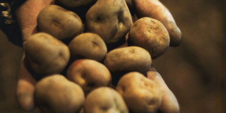 Patate...la terra produce poco d'altro