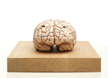 Jan Fabre, The brain of a killer, 2011 ,silicone, peinture et verre, base en bois, 32,4 x 25 x 18 cm Courtesy Galerie Daniel Templon, Paris , Photo : Pat Verbruggen, ©Angelos
