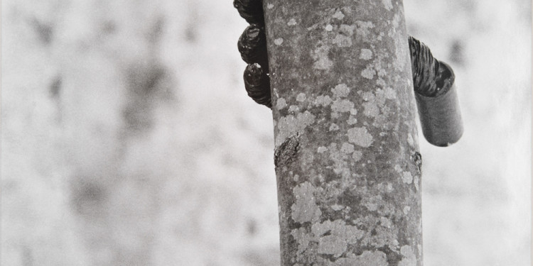 Giuseppe Penone Alpi Marittime. Continuerà a crescere tranne che in quel punto 2 fotografie B/N / 2 B/W photographs 58 x 39 cm ognuna / each MAMbo – Museo d’Arte Moderna di Bologna Fotografia dell'opera realizzata per il Catalogo del Patrimonio Culturale dell'Emilia Romagna / Photograph of this work has been taken for Emilia Romagna Cultural Heritage Catalogue: www.ibc.regione.emilia-romagna.it Photo© Mario Guglielmo