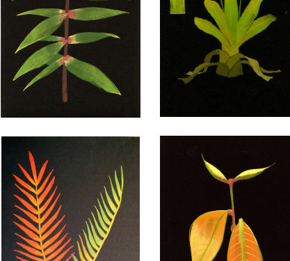 Bryan Imagire Plant Studies UP (2009) Guazzo