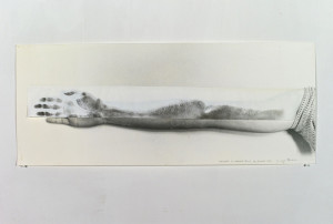 Giuseppe Penone, Svolgere la propria pelle - 11 giugno 1970, 1970, fotografia e inchiostro tipografico su carta, 33,5 x 82,8 cm