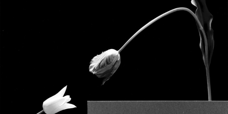 Robert Mapplethorpe Két tulipán / Two tulips, 1984 © Robert Mapplethorpe Foundation. Used by permission.