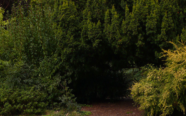 J. Benci_2011 “Il mistero del parco” (“The mystery of the park”)