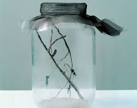 David Hammons Flies In A Jar, 1994 Glass Jar With Zippers And Plants Cm 25,4 × 15,2 × 15,2 © David Hammons François Pinault Foundation