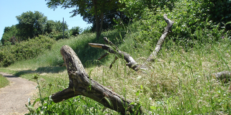 ramo secco di Olmo, Valle della Caffarella - May 14, 2013
