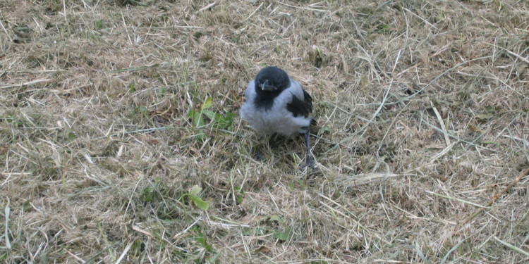 cornacchia appena nata